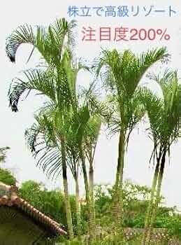 女王ヤシ 女王ヤシ（ギリバヤシ）｜株式会社洋香園（公式ホームページ）