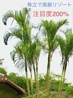 Amazon.co.jp: 女王ヤシ（耐寒苗）ヤッシークィーンパーム 洋風