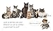 A book of cats and kittens (Red Squirrel Phonics Level 4 Set 2)