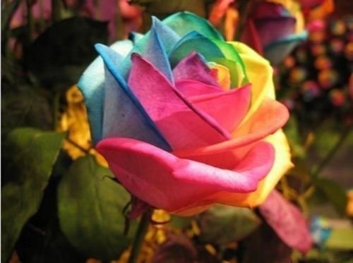 Florona Rare Exotic Rainbow Rose Live Plant Home Garden Beautiful Plant 2 Live Plant (B07KVCYRCN) Amazon Price History, Amazon Price Tracker