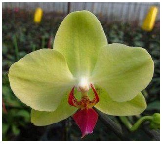 100 pezzi = $ 0.09 Semi Clivia economici, Bella