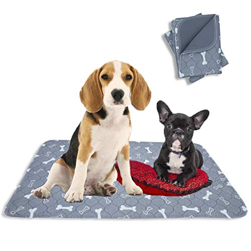 Why Is My Dog Peeing In The Crate