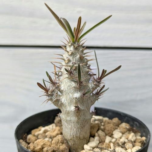 観葉植物 グラキリス パキポディウム 実生」の人気商品一覧 | 安い商品