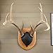 Walnut Hollow Country Antler Display Mounting Kit in Cherry for Mule Deer & Whitetail Deer