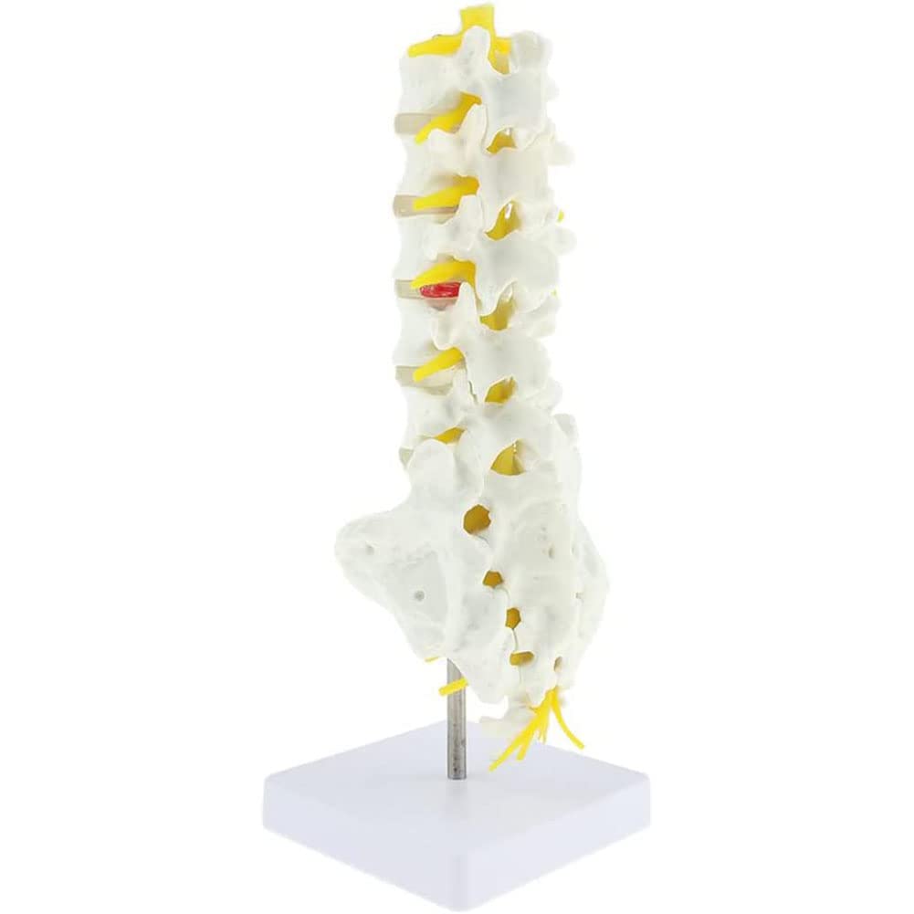ERCTOOHuman Spine Lumbar Vertebrae, Vertebral Column, Medical Human Lumbar Spine Demonstration Model For Science Classroom Study Display,Miniature Spine Anatomy Model