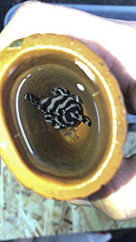 Image of Plecoceramics Aquarium pleco breeding cave Fish Tank Decorations Small Size (1 pcs)