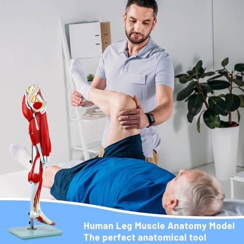 Image of JNMFTD Human Leg Muscles Anatomy Model, 45in Life Size 14 Parts Lower Limbs Removable Arteries Nerves Bones Veins Tendon Foot with Product Manual Wooden Base for Study Teaching Medical Educational