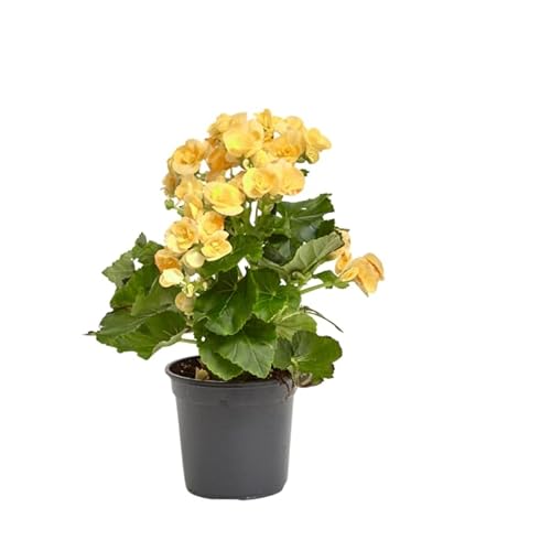 Verdecora Begonia Elatior Amarilla| Planta de los mil colores | Planta natural de interior en maceta de Ø13cm | Flores Elegantes y Duraderas | Ideal para Decorar Hogares y Oficinas