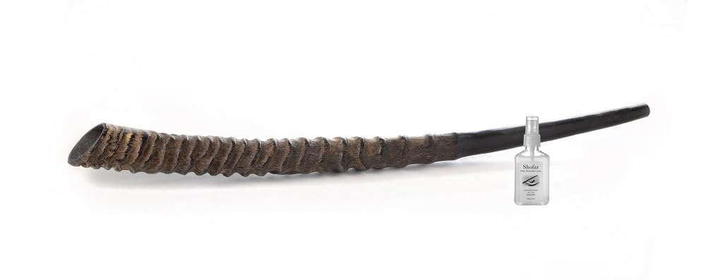 Autentico Oryx/Gemsbok Horn Shofar (misurato da punta a punta), suono profondo e risonante, set completo con spray neutralizzante gli odori e guida completa, articolo Judaica unico (50,8 - 61 cm)