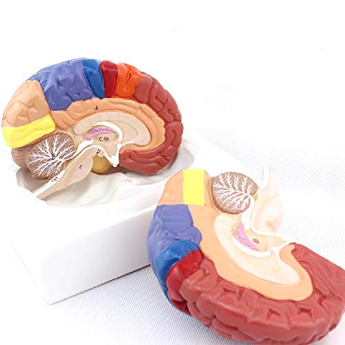 Modèle anatomique de cerveau humain régional avec cortex cérébral - 2