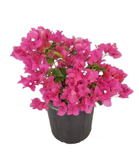 Bougainvillea | DECOALIVE | Planta de Exterior con Flor en Temporada | Planta Trepadora Natural