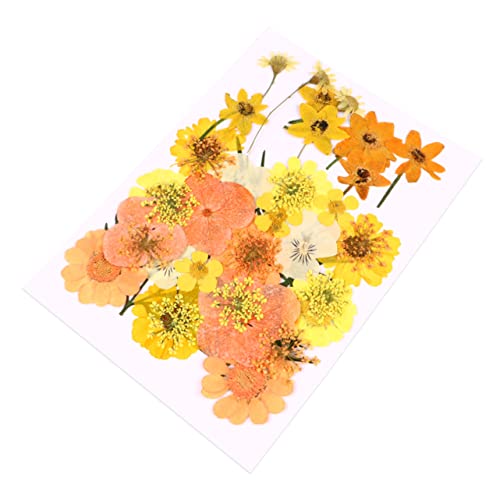 40 piezas de flores secas prensadas para manualidades