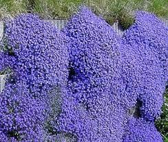 Más de 50 semillas de flores perennes Aubrieta azul brillante/cobertura del suelo