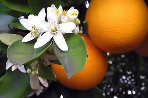 Premium Organic Moroccan Orange Blossom (Neroli) Water | 4oz Imported From Morocco | Food Grade | Packed With Natural Antioxidants | Perfect for Reviving, Hydrating and Rejuvenating Your Face and Neck - Image 2