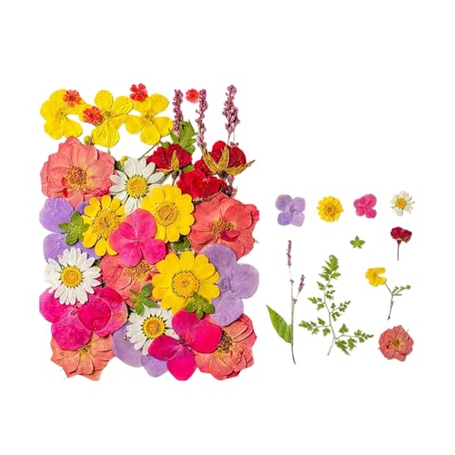 Flores secas prensadas 35 piezas para manualidades miniatura 1