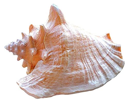 Conchas naturales grandes, conchas de mar, reina Fénix, caracol, decoración de peceras, conchas grandes, manualidades, conchas naturales, bodas, festivales, fiestas, adornos para el hogar y la oficina
