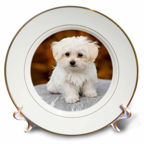 3D Rose cp_233933_1 Maltese Cute Little Puppy Porcelain Plate, 8