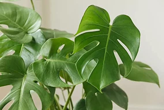 WoFLoo Monstera Obliqua (Swiss Cheese Vine/Broken Heart Plant) Natural Live Plant in Pot (B0B2W27LZH) Amazon Price History, Amazon Price Tracker