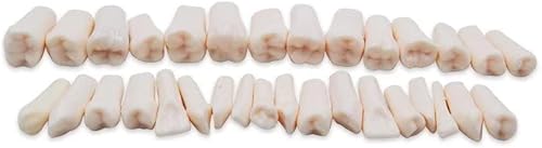 Miniatura 1 de 32 piezas de dientes extraíbles para dientes Typodont modelo compatible con Kilgore Nissin para enseñanza, estudio