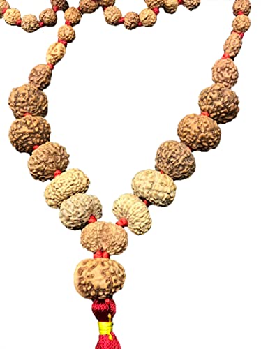 Mala Rudraksha de taille moyenne pour méditer au quotidien avec 1 à 14 Mukhi