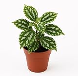 Pilea Cadierei - Aluminum Plant – Live Starter Plant in 2 Inch Pot - Attractive Green and Silver Leaves - Excellent Indoor Plant