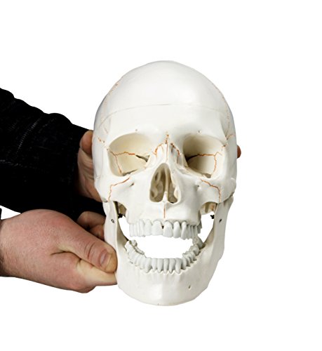 Image of B10226 Skull with Blood Vessels (3 Parts), Life Size, 5Height, 4.5 inch Wide, 7 inch Length