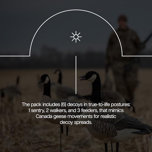 Avian X AXP Honkers Fusion Pack Full Body Canada Goose Decoys with Ultra Realistic Paint, Flocked Heads, 1 Sentry, 2 Walkers, and 3 Feeders