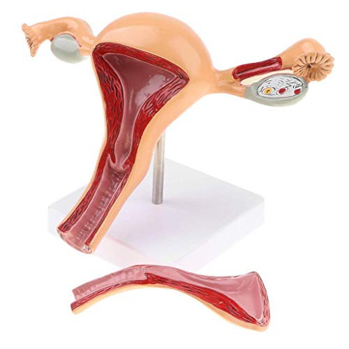 Image of Female Uterus Anatomical Model Gynecology Genital Organ Structure Model Human Reproductive System Uterine Ovary Vaginal Teaching Tool for Medical Demonstration