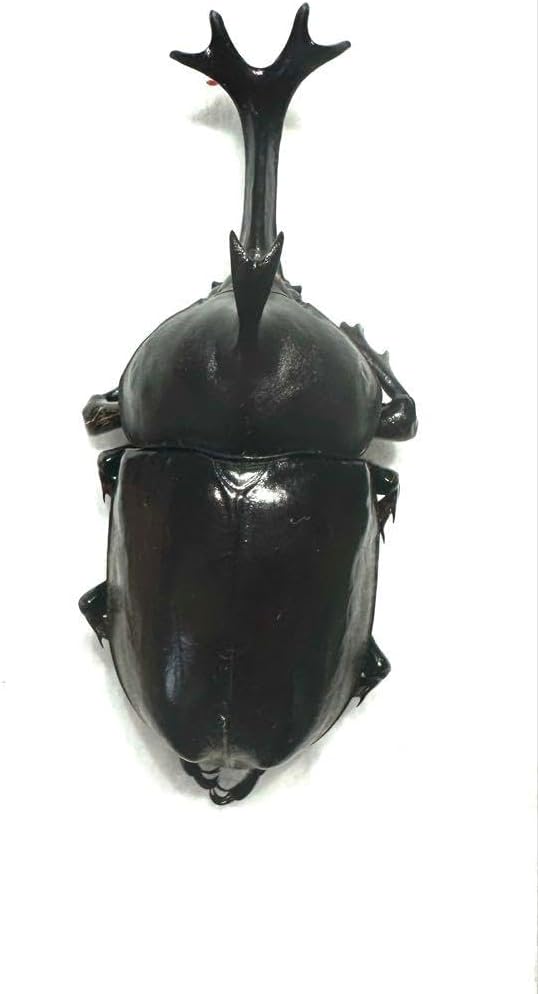 標本福島県産地 カブトムシ 標本7匹内6頭は70㎜UP最小