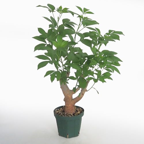 hs`mrd oIou ZlKY 4`5Nc 2LTCY 1yiőIׂϗtAzwFAdansonia digitata/AICȃoIou ϊϗtA/ʖFt̖؁A܂̖؁AN̖؁ZlKY4`5N̂̃oIou