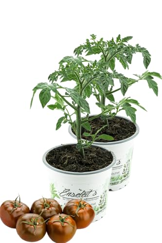2er Set Tomatenpflanze Schokoladen Tomate Kakao Tomaten pflanze F1 Sorte Gemüse Tomatenpflanzen