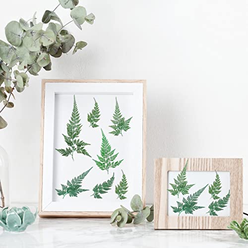 400 Pcs Dried Fern Leaves Pressed Flowers For Resin Preserved Green Natural Ferns Flower Arrangements Home Wedding Art Diy Crafts Embellishment Decors Jewelry Card Scrapbooking Wall #TOP6