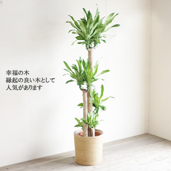 【ポコ⚠追加有❗️】香りも魅力な幸福の木♪ドラセナマッサンゲアナ10号鉢② ポコ様専用⚠追加有❗️】香りも魅力な幸福の木♪ドラセナ
