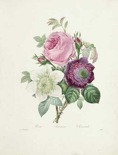 Arte en lienzo de Pierre Redouté de 60x90cm, una obra botánica distinguida para tu salón