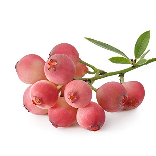 Easy to Grow Blueberry Pink Lemonade 1 Potted Plant - Rooted & Established in a Quart Pot Summer to Fall Fruting Plant & Orange Autumn Foliage
