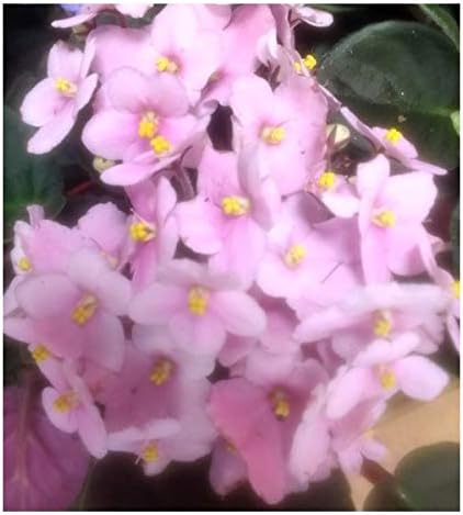 Violeta africana o saintpaulia (maceta 12 cm ø) (Rosado)