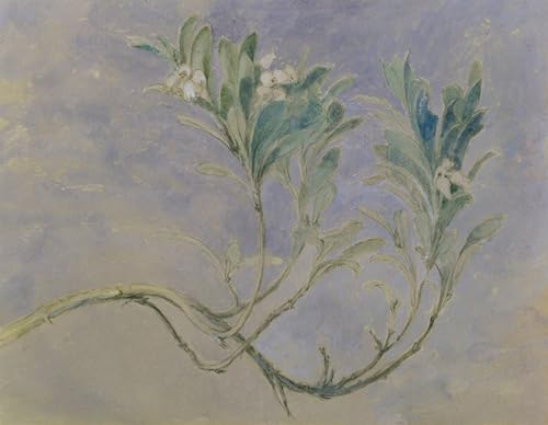Toile Étude d'un brin de myrte par John Ruskin pour décoration murale salon élégant