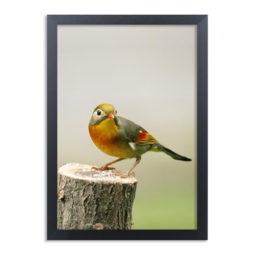 Cornice per poster in legno massello, 23 x 33 cm, cornice per foto da 22 x 33 cm, colore nero, con accessori per appendere (UX22B913)