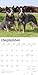 Blue Heelers | 2026 12 x 24 Inch (Hanging) Monthly Square Wall Calendar | Plastic-Free | BrownTrout | Animals Dog Breeds