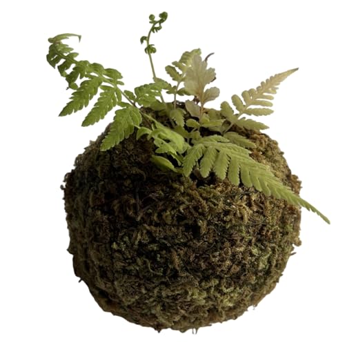 Kokedama Pot de fleurs en...