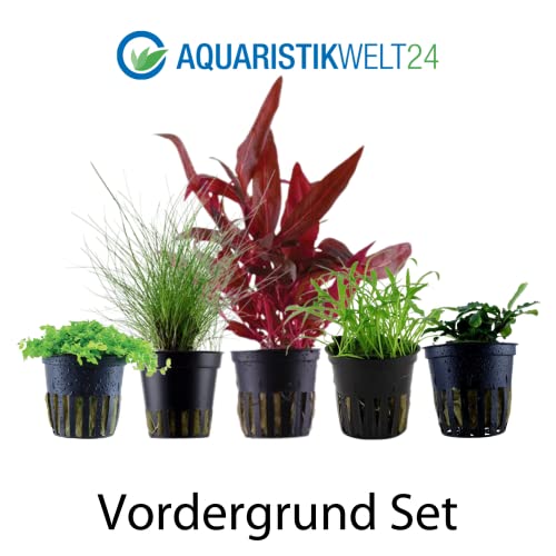 AquaOne Aquarium Pflanzen I 5X Wasserpflanzen I Vordergrund Aquarienpflanzen I Alternanthera Lilaeopsis Eleocharis Micranthemum Bucephalandra I Set mit 5 Vordergrundpflanzen - Image 3