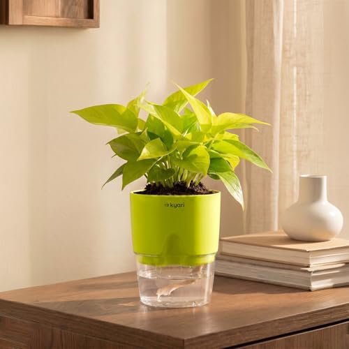 Image of Kyari Golden Money Plant Indoor Live Plant with Green Self Watering Pot 4 Inch - Money Plant Indoor Live Plant with Pot for Home, Living Room - Lucky Vastu Air Purifying Plant