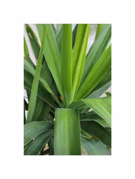 Stk - 5x Dracaena arborea - Afrikanischer Drachenbaum Kbel Pflanzen -  Samen ID1700 - Seeds & Plants Shop by Ipsa : Amazon.de: Garten