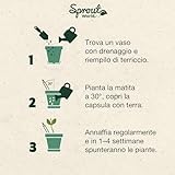 Sprout World B0FPXNWBBT lato 3