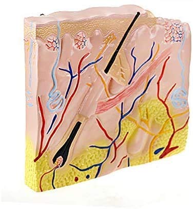 Struttura della Pelle Modello - Aereo Struttura della Pelle Modello Modello Anatomico Modello Anatomico Modello Anatomico Modello Anatomico - per Studio Display Modello Medico, Forniture ...