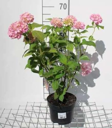 Hydrangea macr. roze/rose - Hortensia 25-30 cm en pot