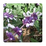 Mexican Sage - Salvia leucantha - Live Butterfly Plant - Purple White Flower - 6-10 Inches Tall - 4 Inch Pot