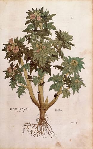 Toile Jusquiame Hyoscyamus Niger Leonhard Fuchs Pour Habiller Un Grand Mur Vide