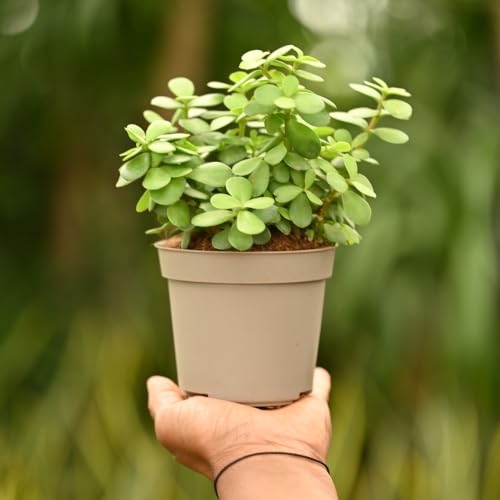Image of UGAOO Combo of 3 Indoor Live Plants for Home Decor with Pot - Golden Money Plant,Fittonia Green,Jade Mini