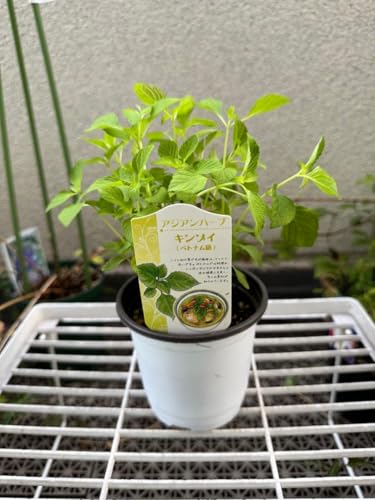 観葉植物 ハーブ キンゾイ ミントのサムネイル